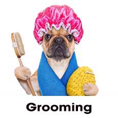 Dog Groomingsize22 Recovered